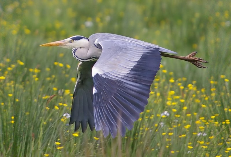 Grey Heron - Ardea cinerea