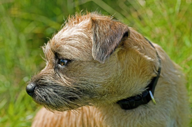 Chocko - Border Terrier