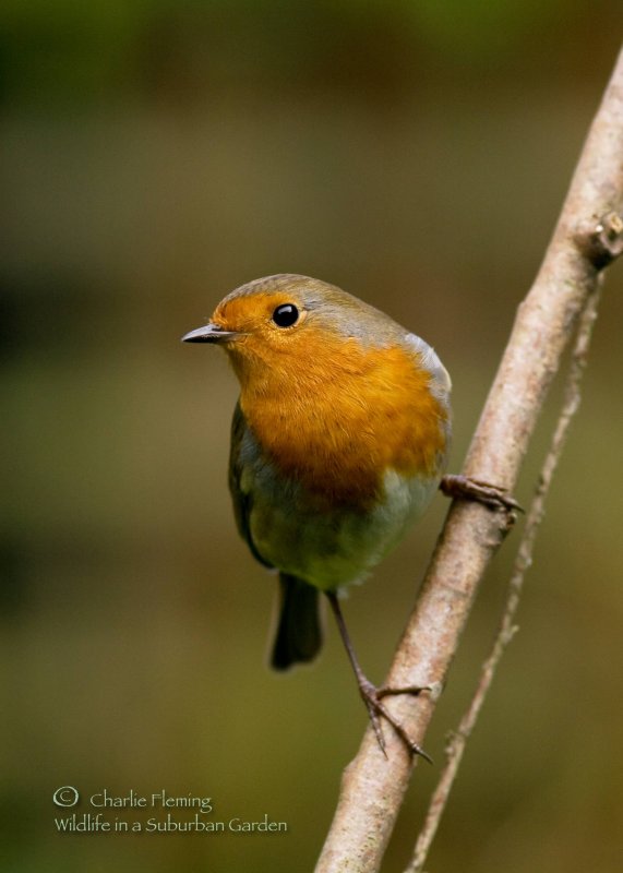 Robin