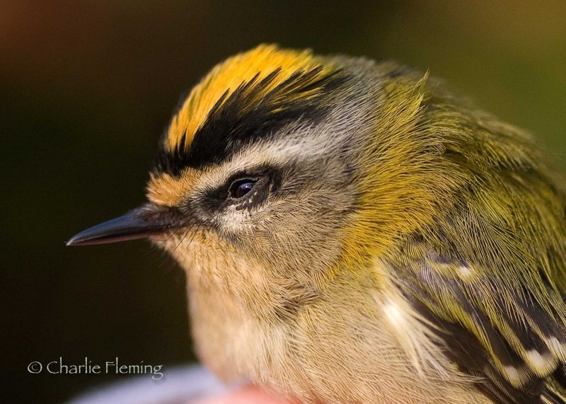 Firecrest - Regulus ignicapillus