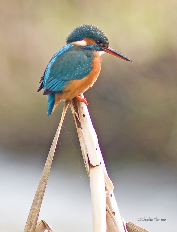 Kingfisher - Alcedo atthis