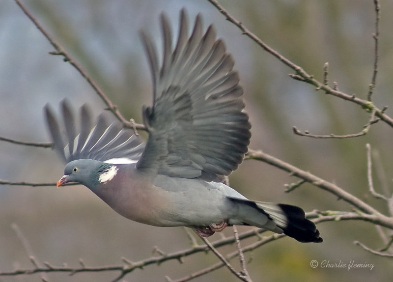 Wood pigeon -Columba palumbus