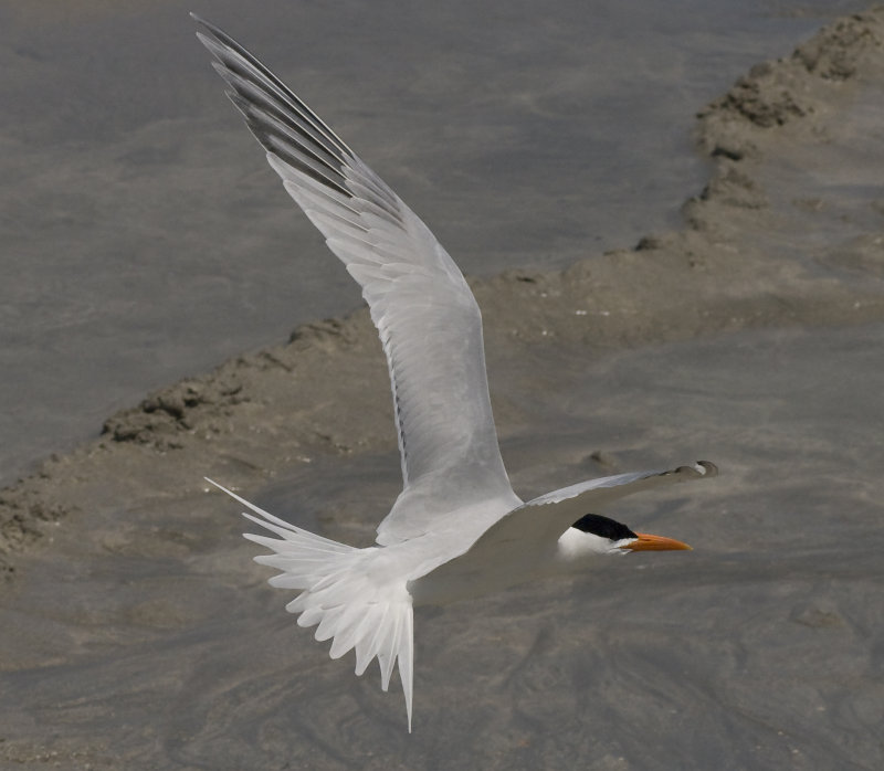 Royal Tern - Sterna maxima