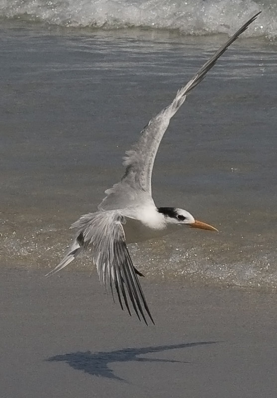 Royal Tern - Sterna maxima