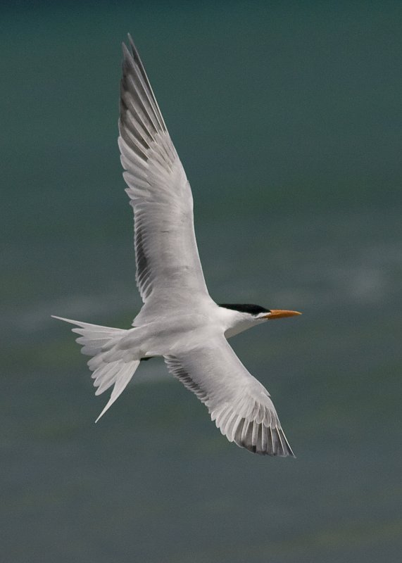 Royal Tern - Sterna maxima
