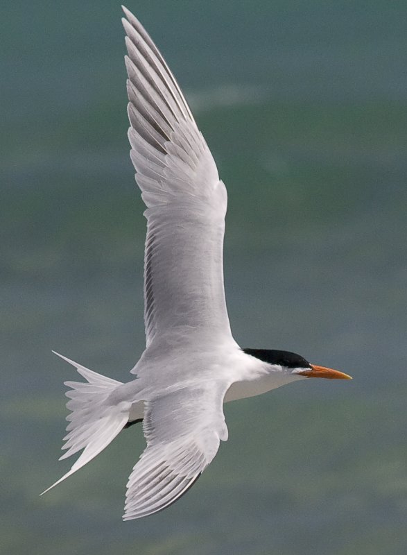 Royal Tern - Sterna maxima