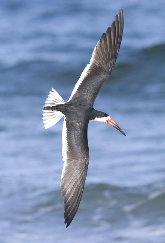 Black Skimmer, Rynchops niger