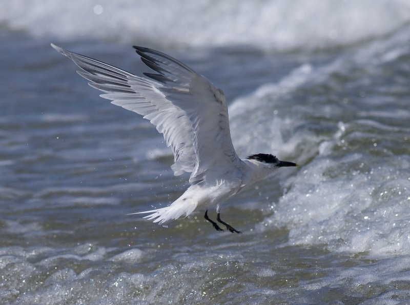 Cabots tern (Thalasseus sandvicensis acuflavidus)