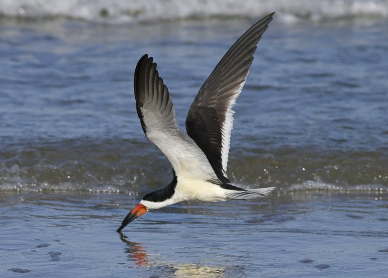 Black Skimmer - Rynchops niger