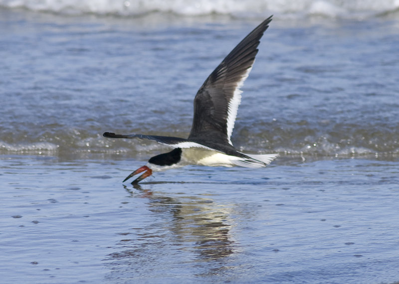 Black Skimmer - Rynchops niger