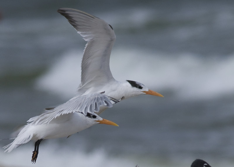 Royal Tern - Sterna maxima