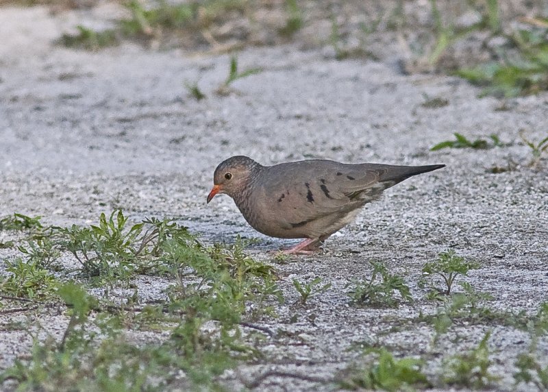 South Florida 