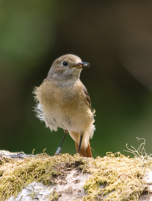 Redstart-Phoenicurus phoenicurus