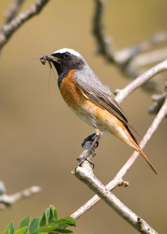 Redstart-Phoenicurus phoenicurus