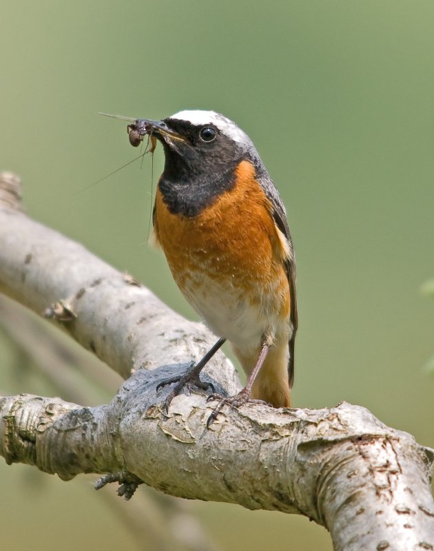 Redstart-Phoenicurus phoenicurus