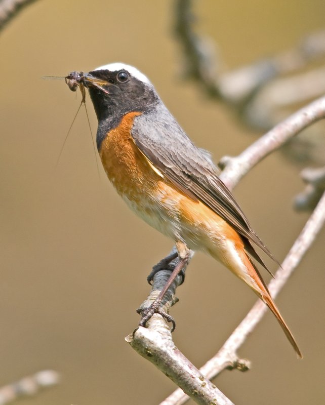Redstart-Phoenicurus phoenicurus