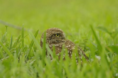 Burrowing Owl