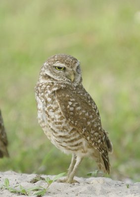 Burrowing Owl