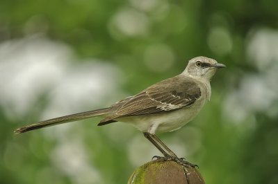 Mockingbird - Mimus polyglottos