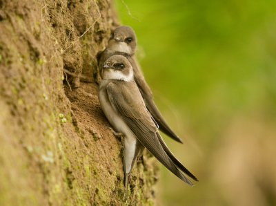 Sand Martin