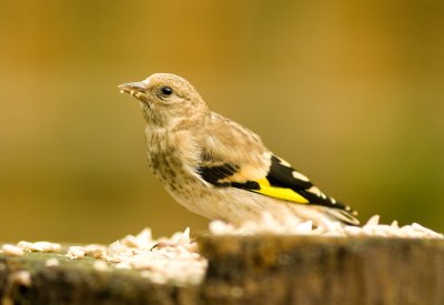 Juvenile Goldfinch (2009)