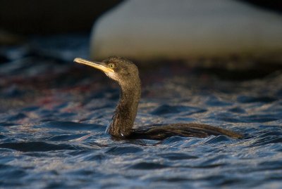 Shag - Phalacrocorax  aristotelis