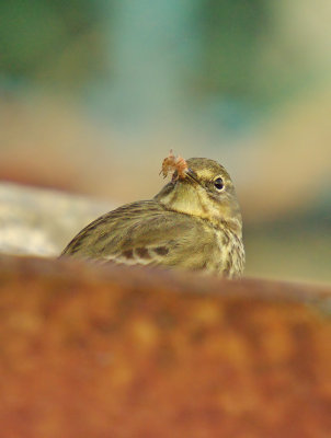 Rock Pipit