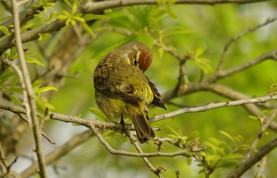 Palm Warbler - Dendroica palmarum