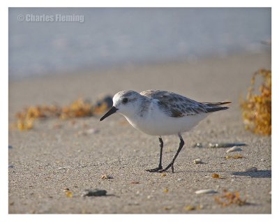 Sanderling