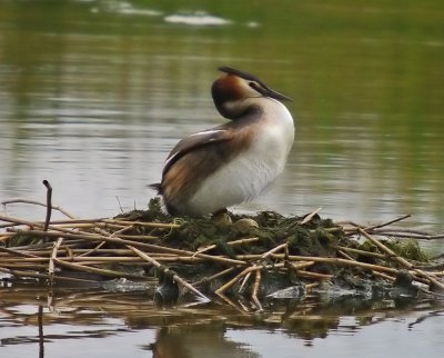 Great Crested Grebe - Podiceps cristatus