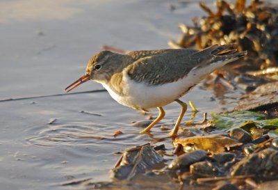 Spotted Sandpiper -  Actitis macularia