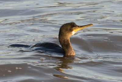 Phalacrocorax  aristotelis (Shag)