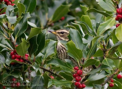 Redwing