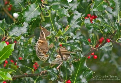 Redwing