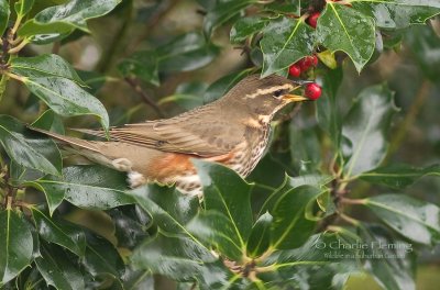 Redwing