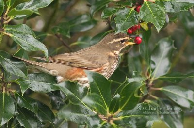 Redwing