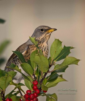 Fieldfare in my garden