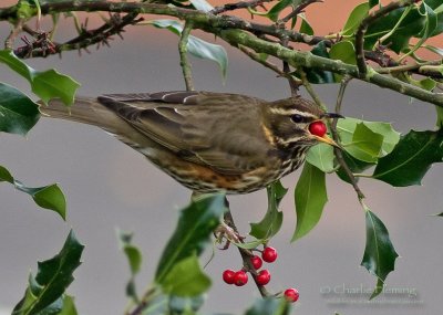 Redwing