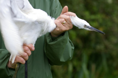 Little Egret - Egretta garzetta