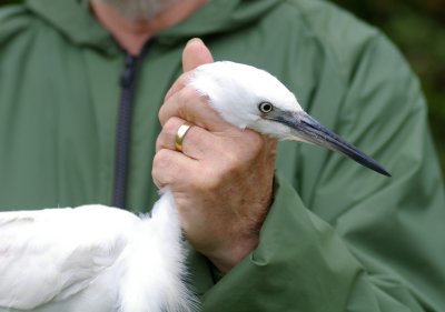 Little Egret - Egretta garzetta
