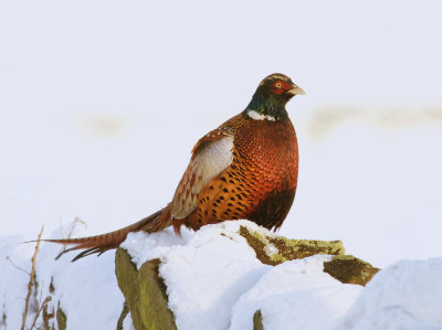 Pheasant