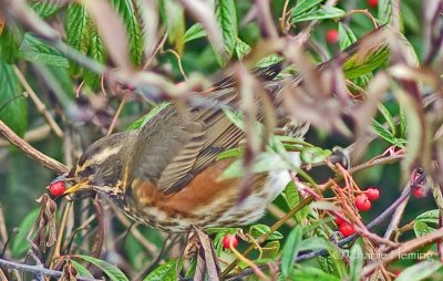 Redwing