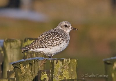 Grey Plover-  Pluvialis squatarola