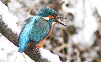 Kingfisher - Alcedo atthis