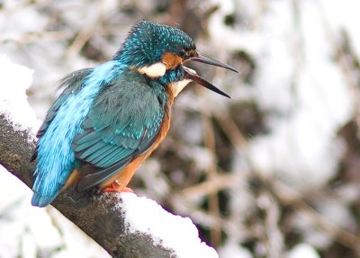 Kingfisher - Alcedo atthis