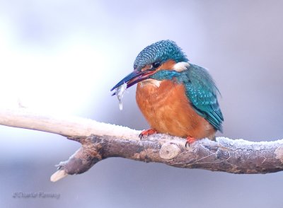 kingfishers_2010
