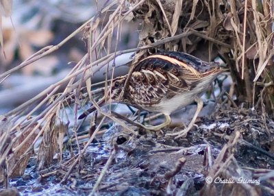 Jack Snipe - Lymnocryptes minimus