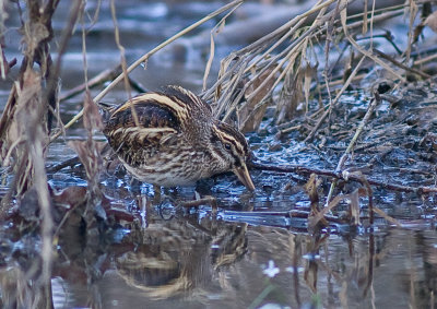 Jack Snipe - Lymnocryptes minimus