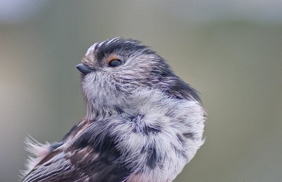 Long - Tailed Tit