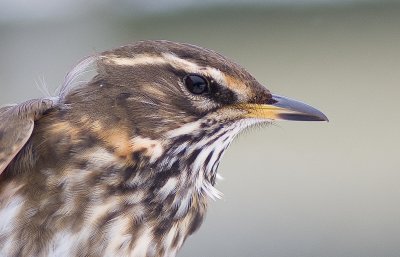 Redwing - Turdus illacus